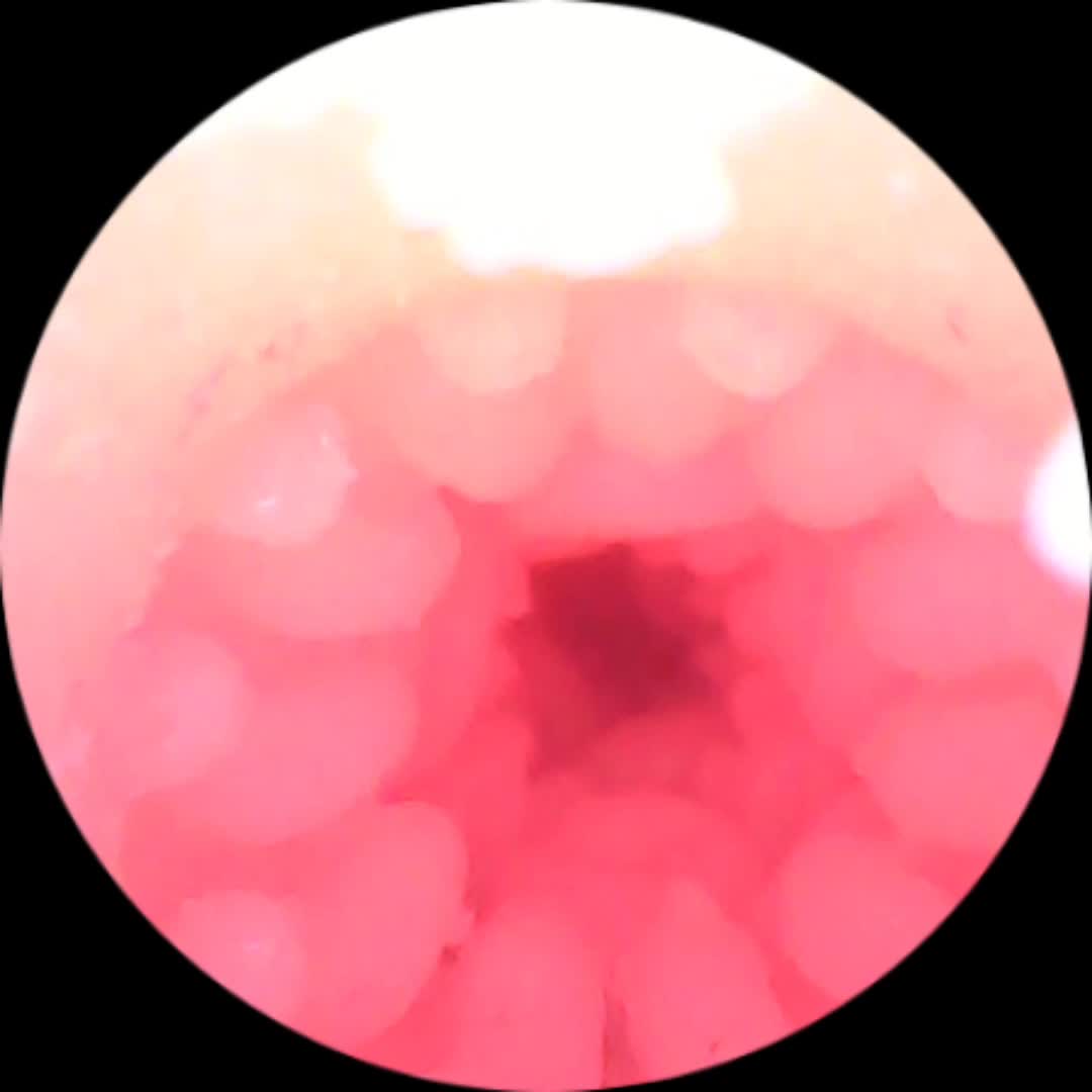 SA工坊新品！眷の少女-芙芙